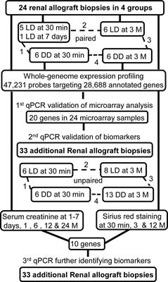 Identifying Biomarkers from Transcriptomic Signatures in Renal Allograft Biopsies Using Deceased and Living Donors